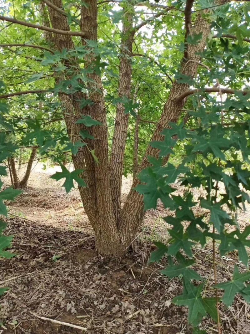 丛生五角枫，丛生五角枫移植苗好成活