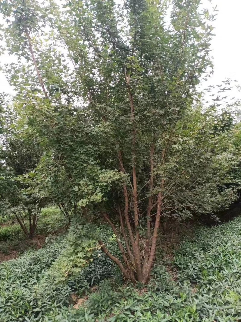 丛生五角枫，丛生五角枫移植苗好成活