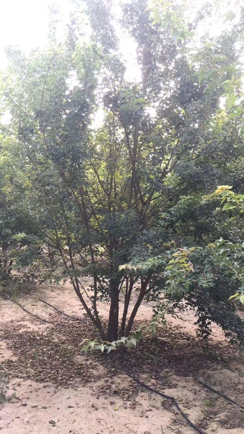 丛生五角枫，丛生五角枫移植苗好成活