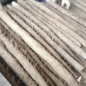 本公司有车间厂房，深加工，初加工，水洗山药都可以
