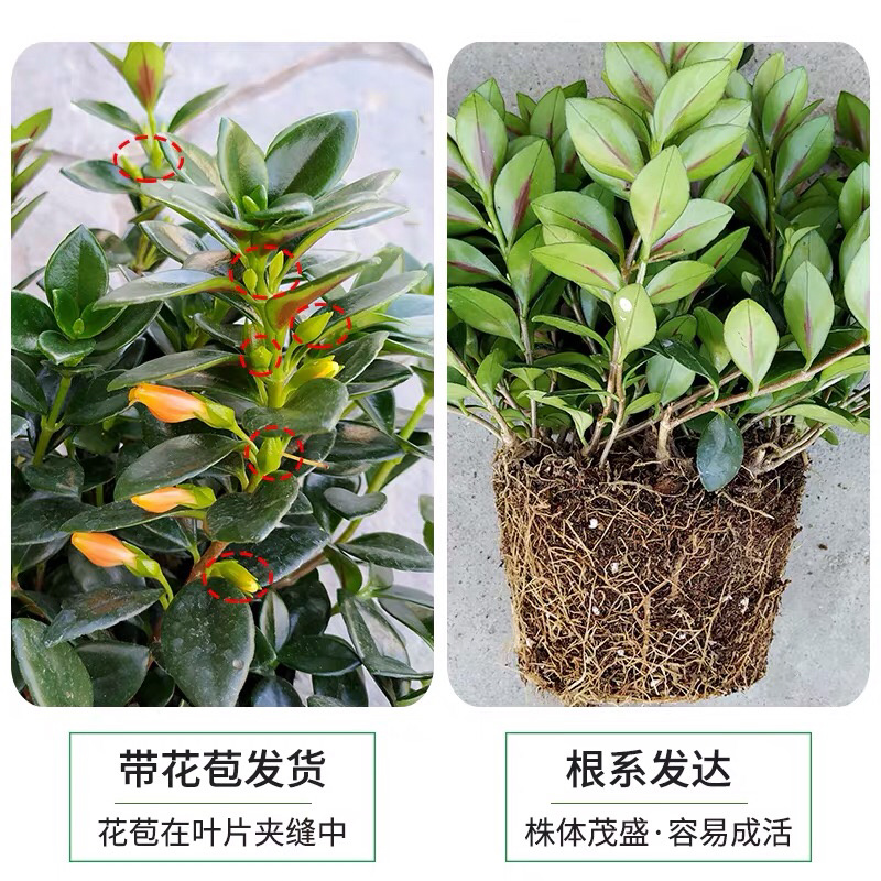金鱼吊兰