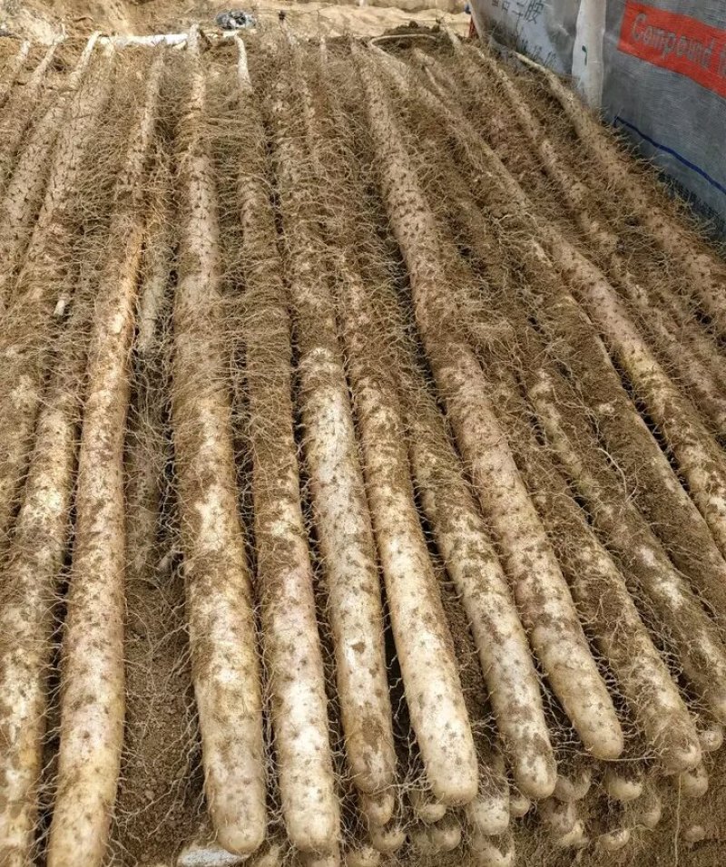 精品铁杆西施山药