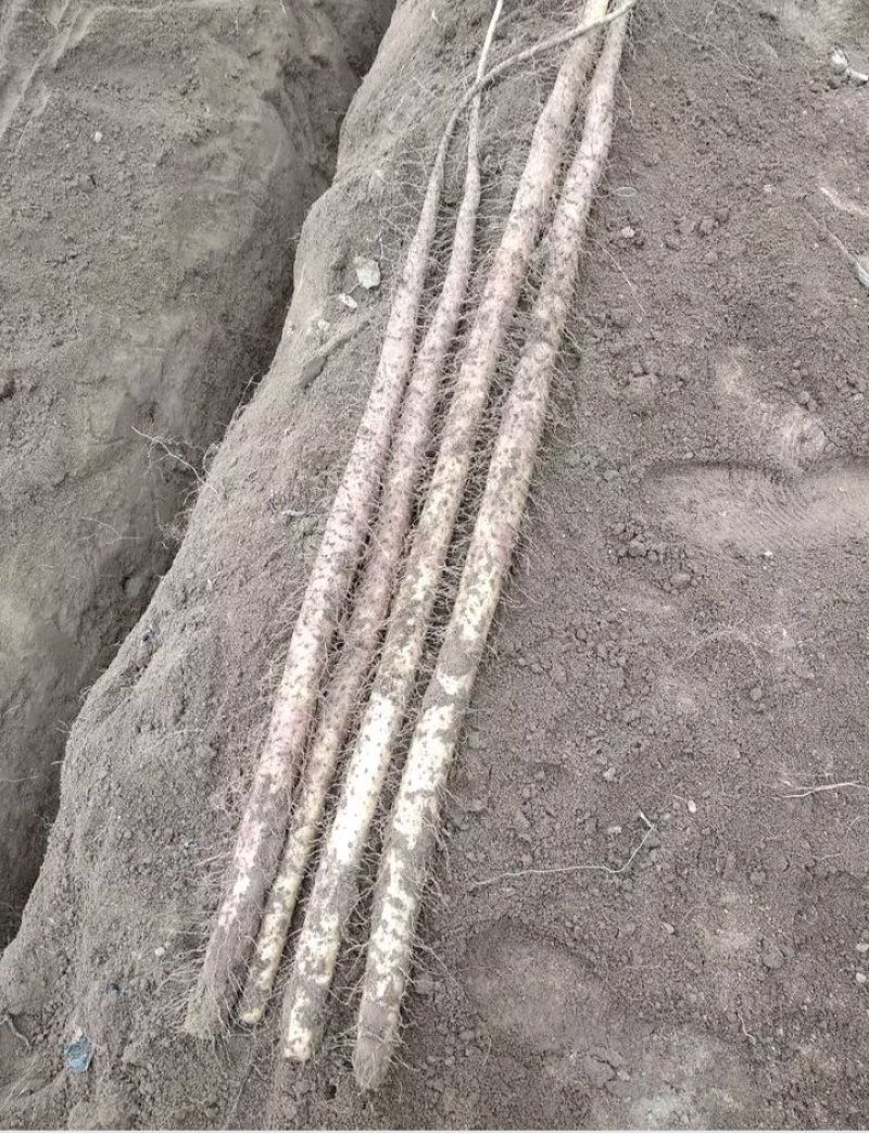 精品铁杆西施山药