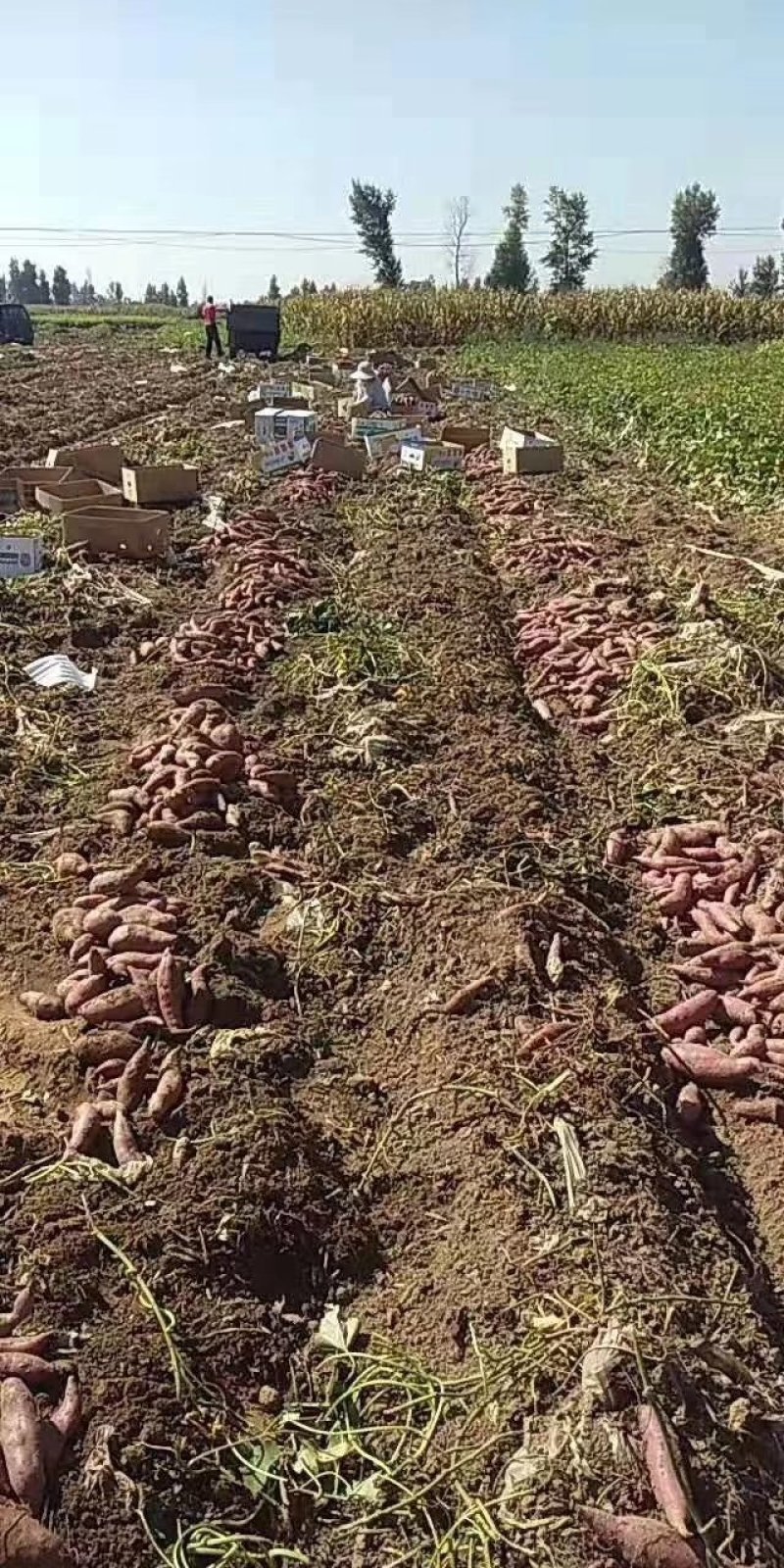 纯沙土地红薯，个头大无黑头无空心，采用农家肥料，做底肥，