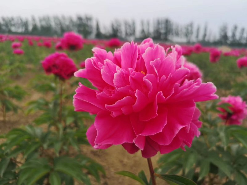 芍药苗，观赏芍药，多层花，几十个品种，保成活，保证质量