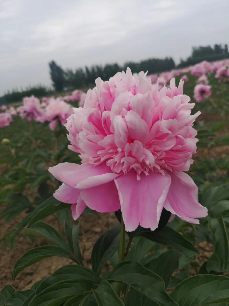 芍药苗，观赏芍药，多层花，几十个品种，保成活，保证质量