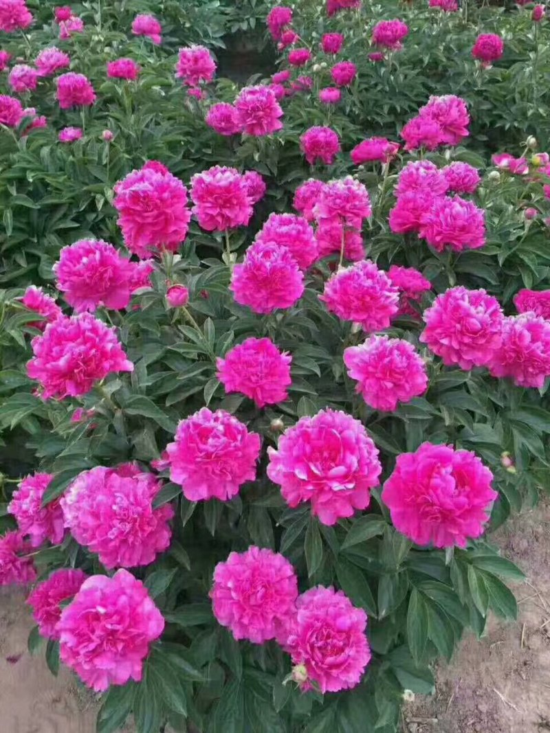 芍药苗，观赏芍药，多层花，几十个品种，保成活，保证质量