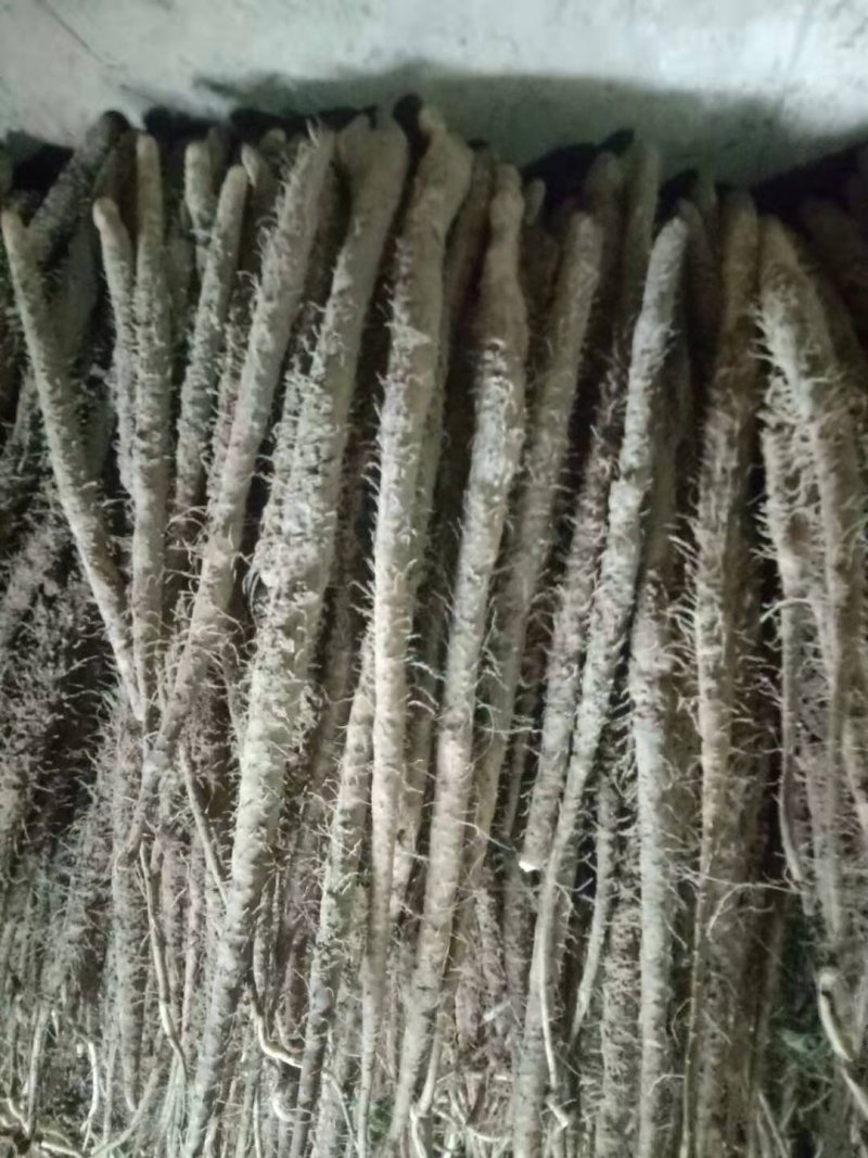 小白嘴白山药
