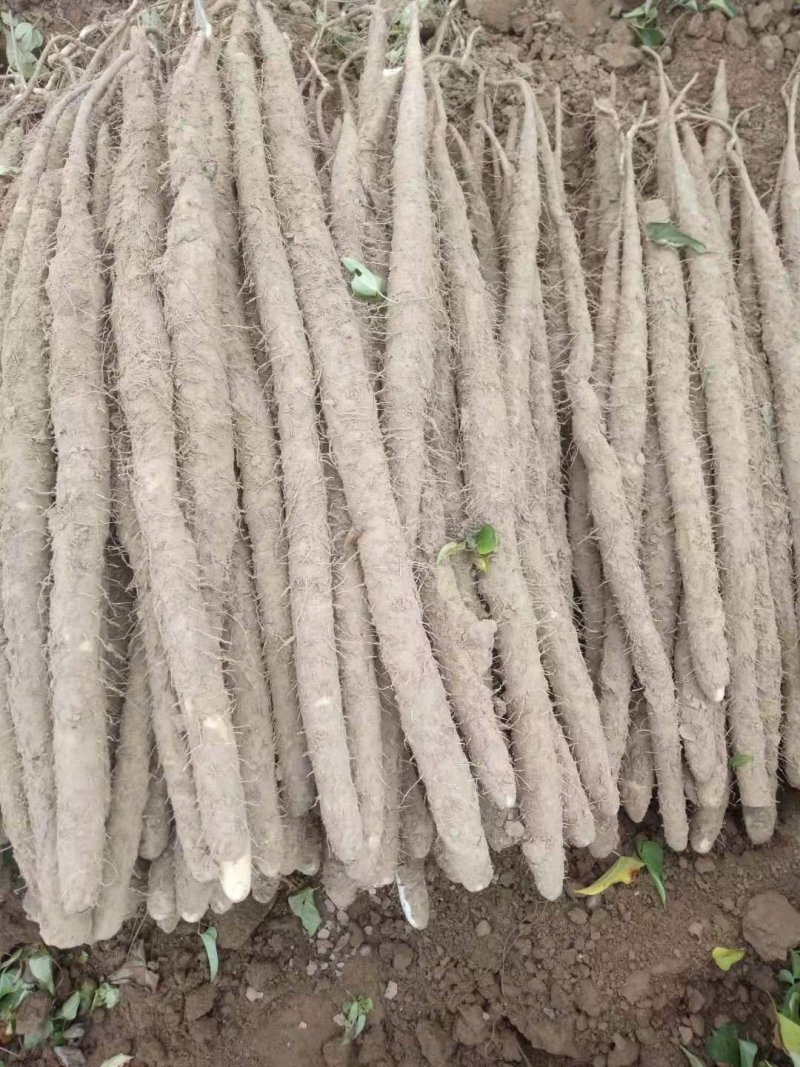 小白嘴白山药
