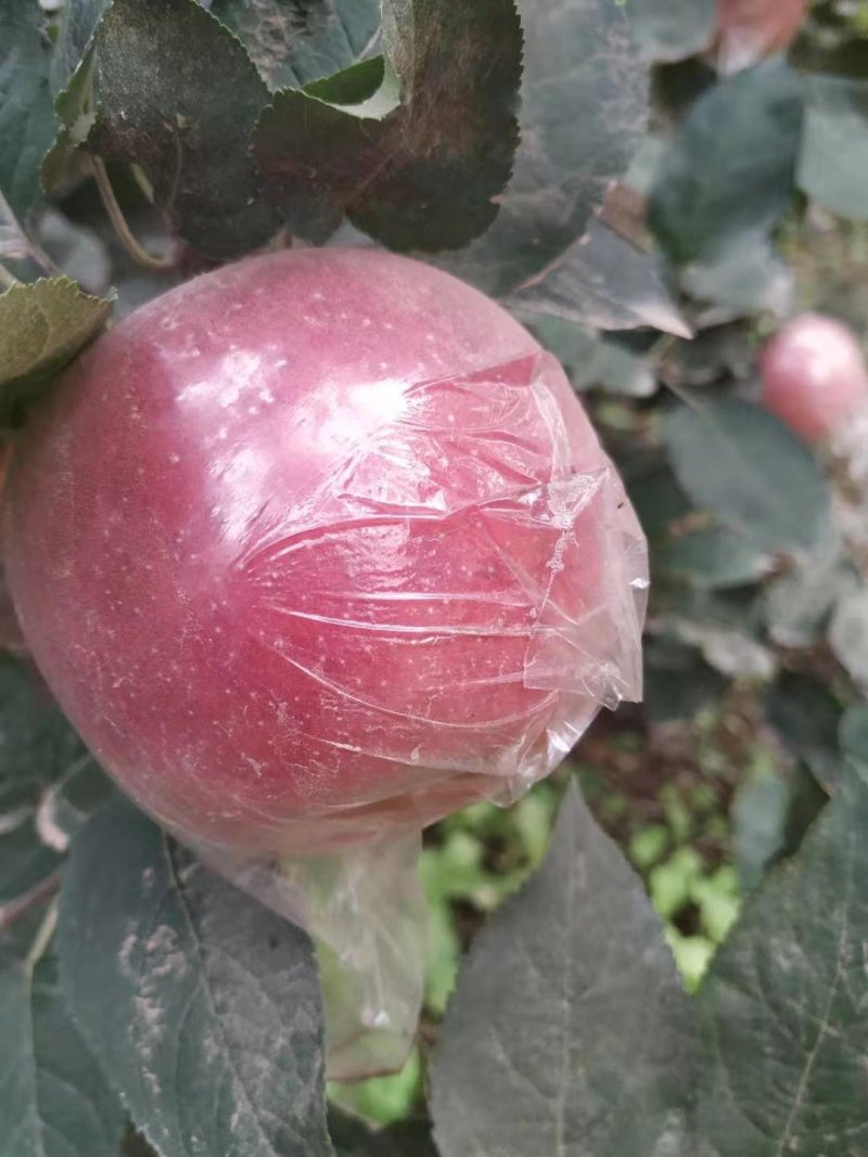 纸加膜富士，斗南，果红
