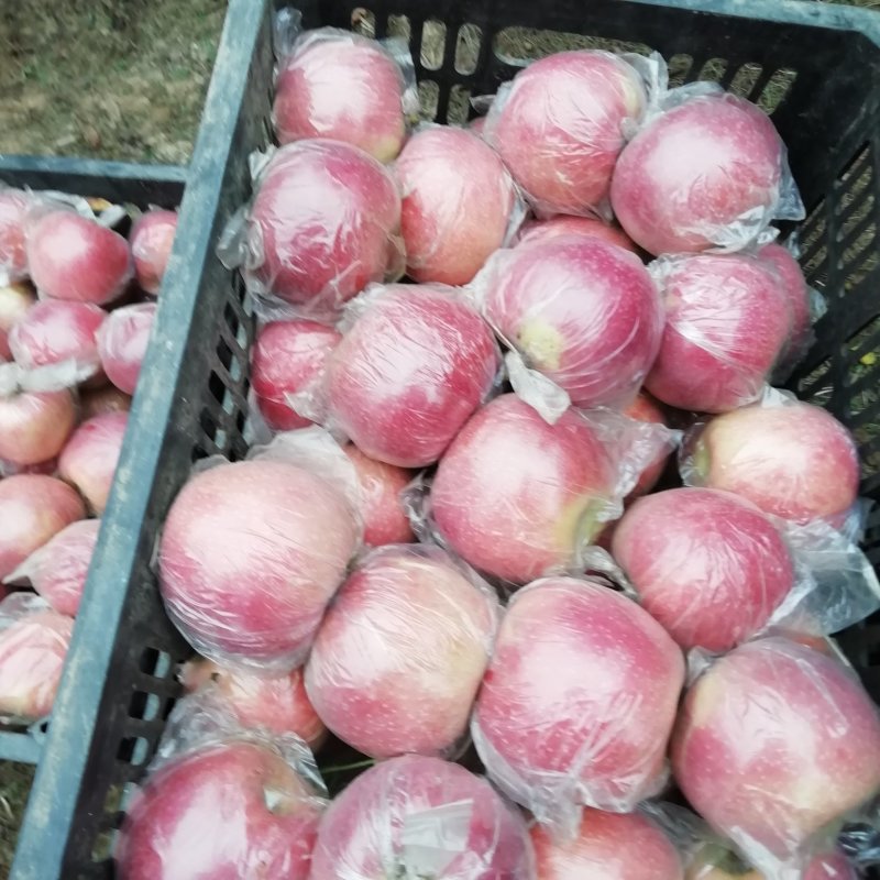 纸加膜富士，斗南，果红