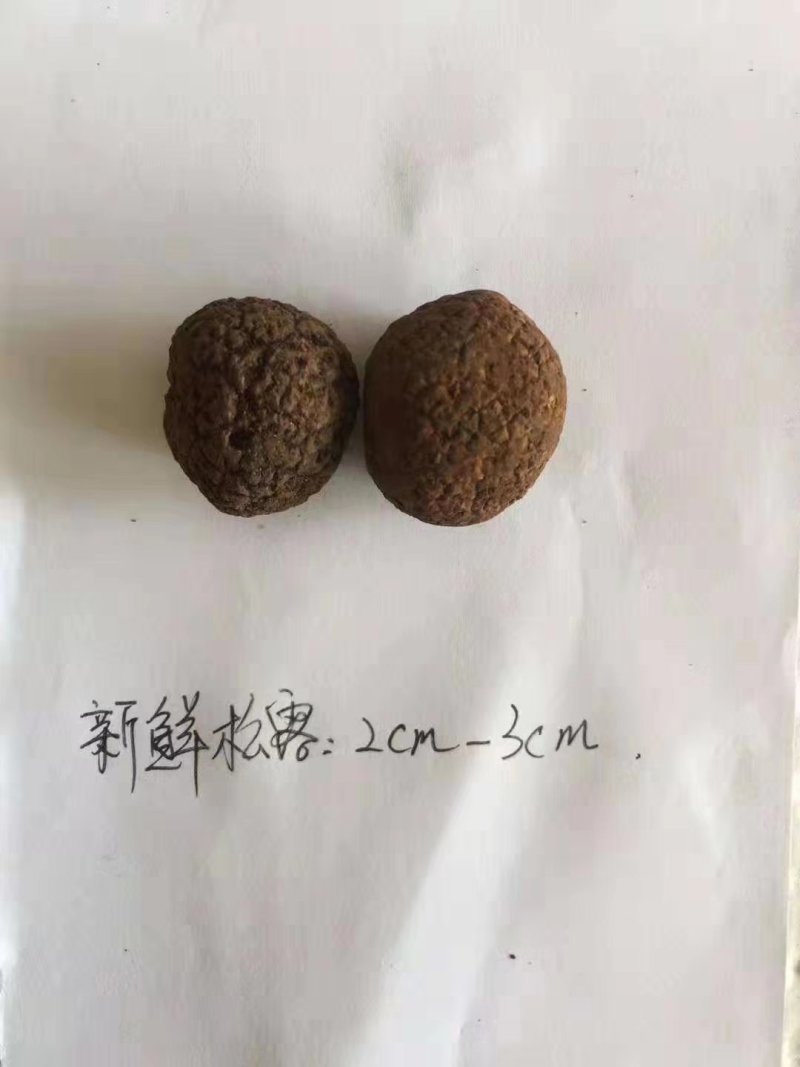 云南新鲜黑松露香格里拉黑松露