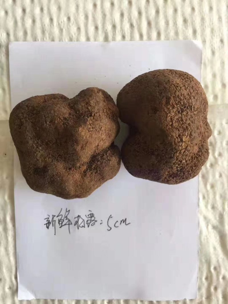 云南新鲜黑松露香格里拉黑松露
