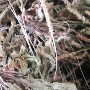 车前草