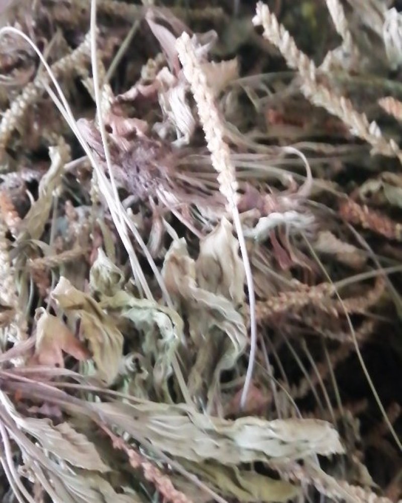 车前草