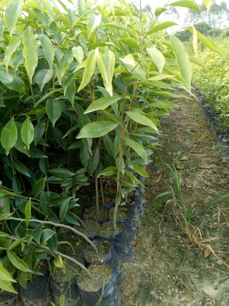沉香小袋苗，沉香批发价，