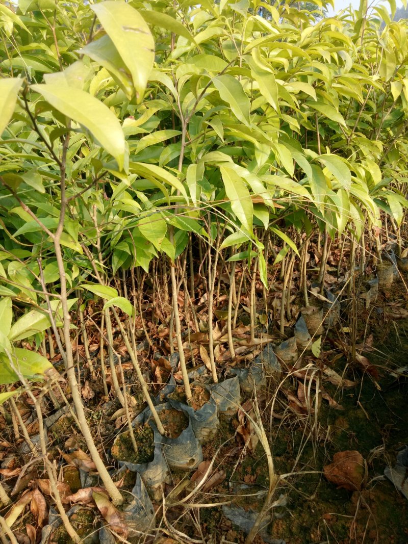 沉香小袋苗，沉香批发价，