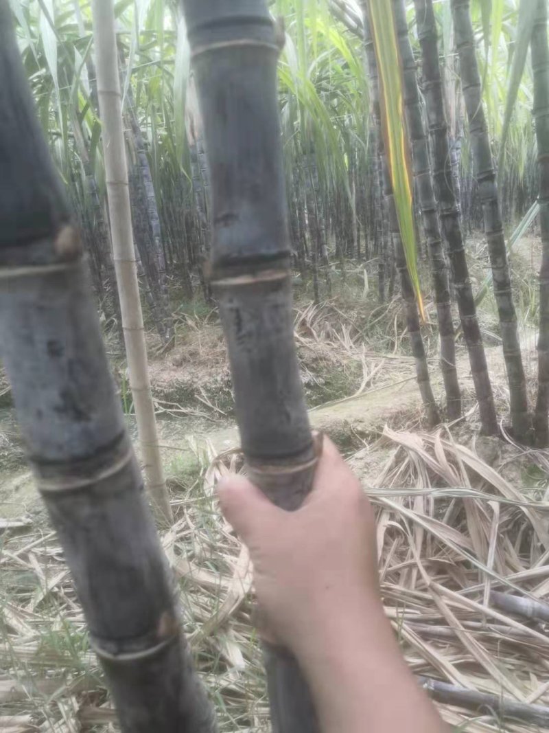 广东韶关翁源甘蔗准备上市了，粗，壮，高，周仔代办