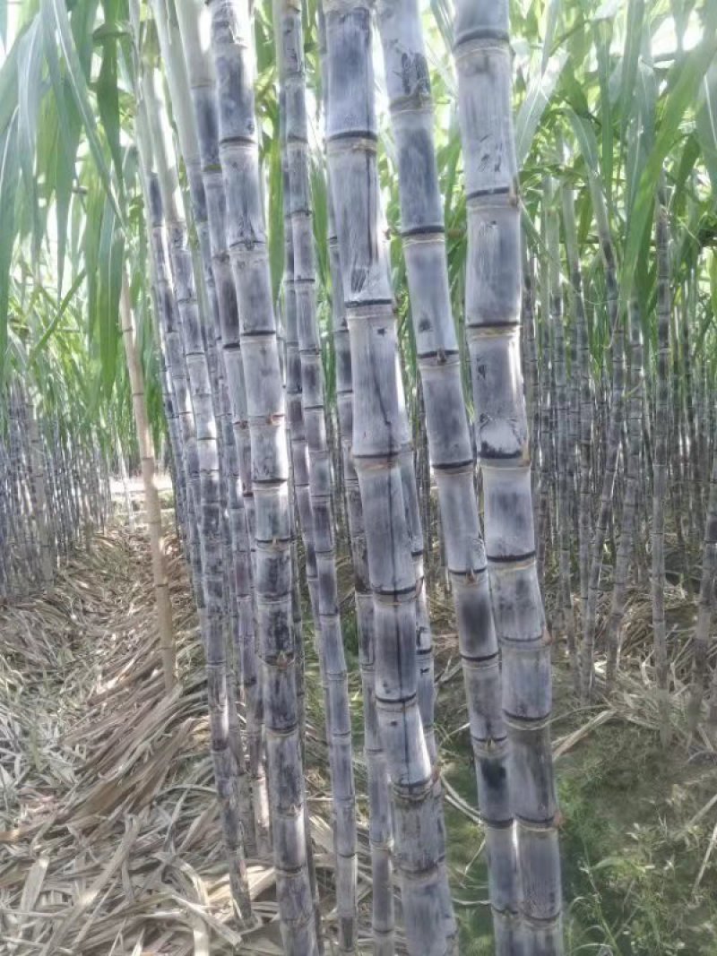 广东韶关翁源甘蔗准备上市了，粗，壮，高，周仔代办