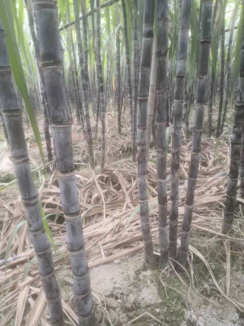 广东韶关翁源甘蔗准备上市了，粗，壮，高，周仔代办