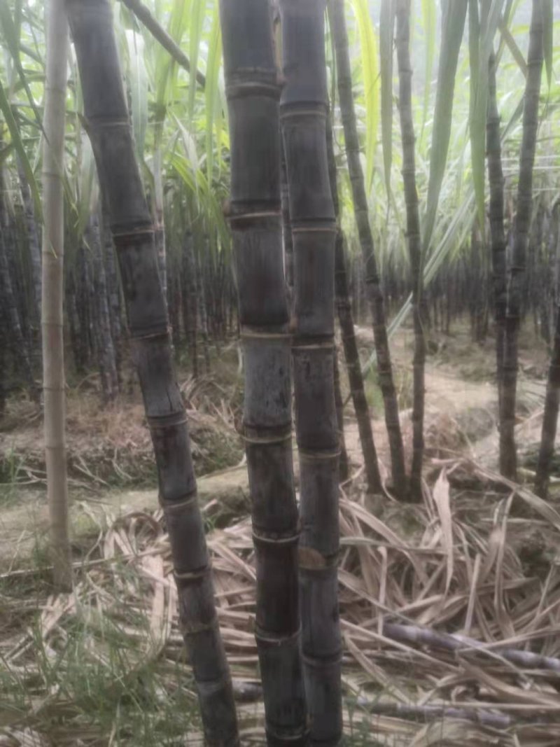 广东韶关翁源甘蔗准备上市了，粗，壮，高，周仔代办