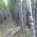 广东韶关翁源甘蔗准备上市了，粗，壮，高，周仔代办