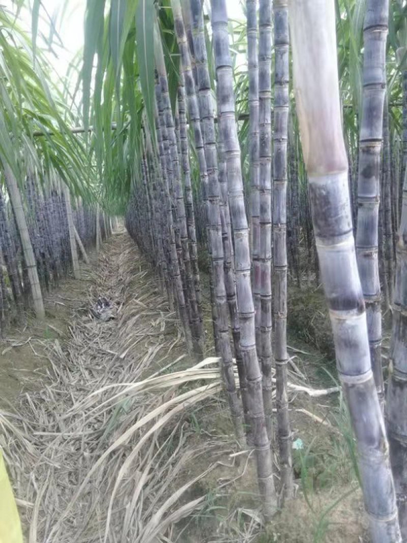 广东韶关翁源甘蔗准备上市了，粗，壮，高，周仔代办
