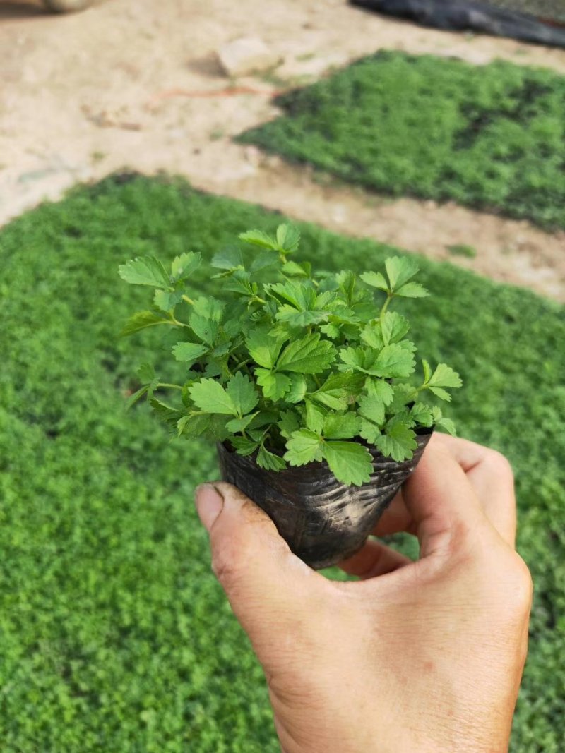 【精品】宿根花卉，现货质优价廉，基地直供