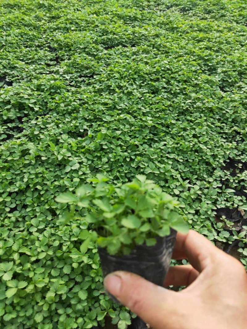 【精品】宿根花卉，现货质优价廉，基地直供