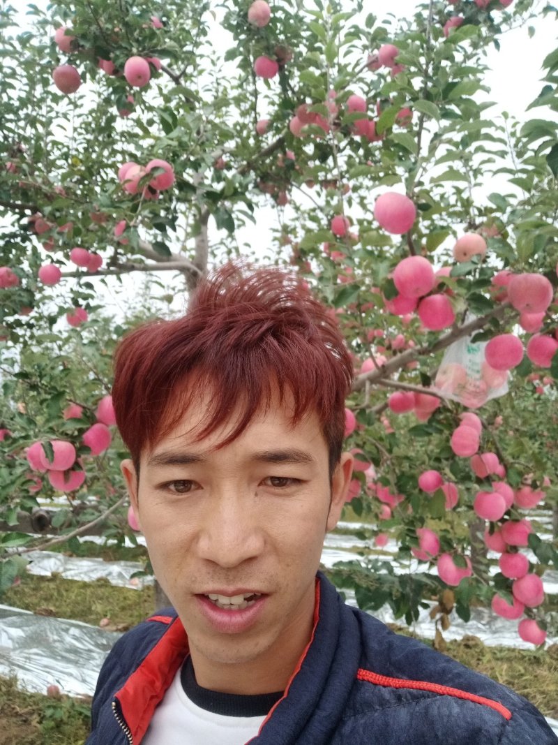 精品红富士苹果冰糖心产地直发！直供超市，微商，批发商