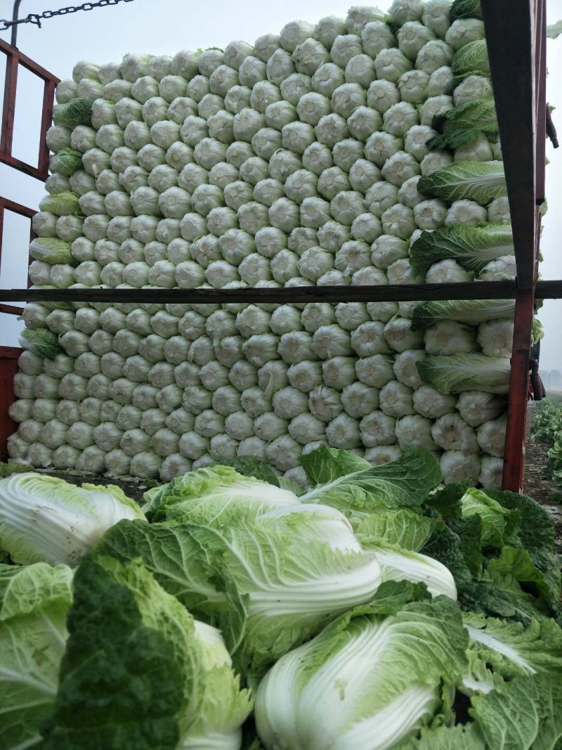 北京三号白菜，根白叶绿，无烧心黑点