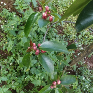 布福娜黑老虎杂交苗