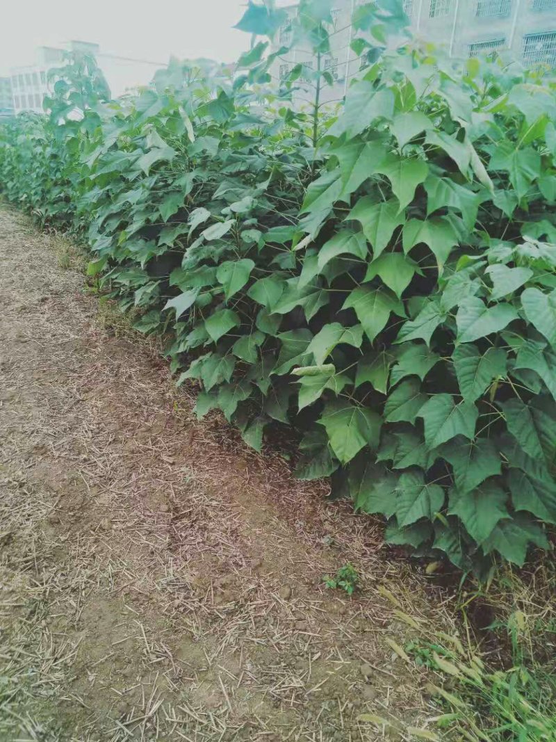 精品楸树苗自家苗圃，欢迎光临。