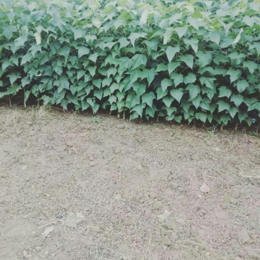 精品楸树苗自家苗圃，欢迎光临。