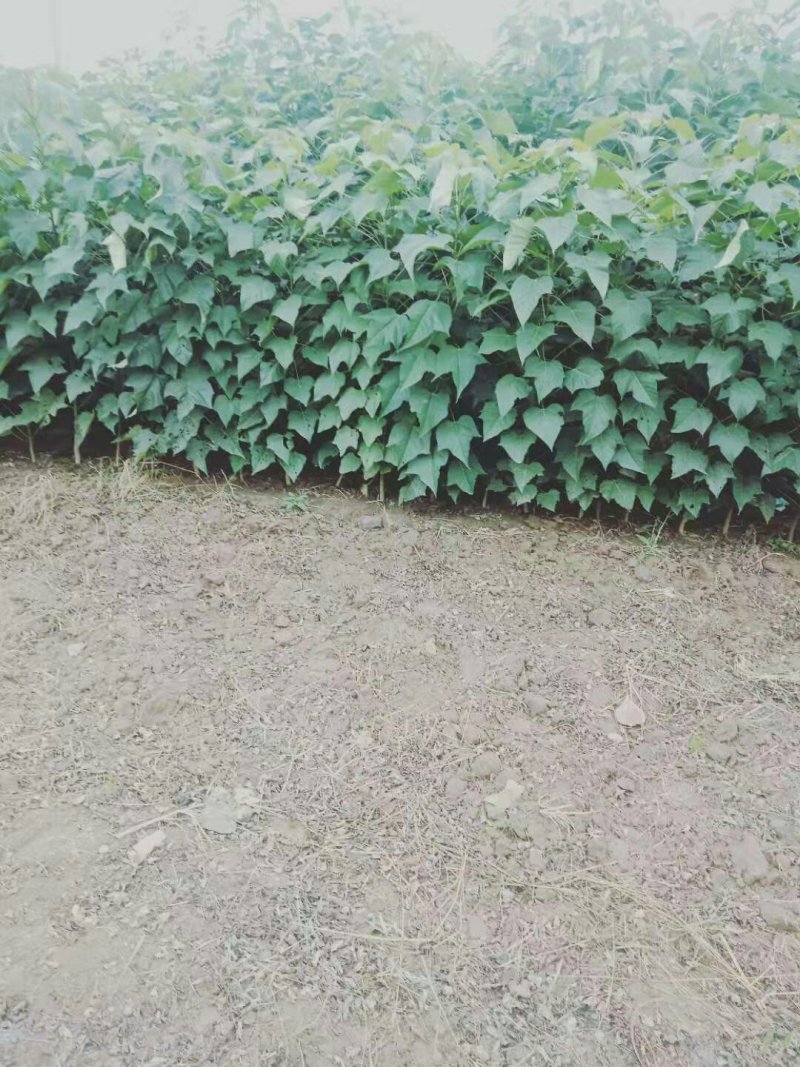 精品楸树苗自家苗圃，欢迎光临。