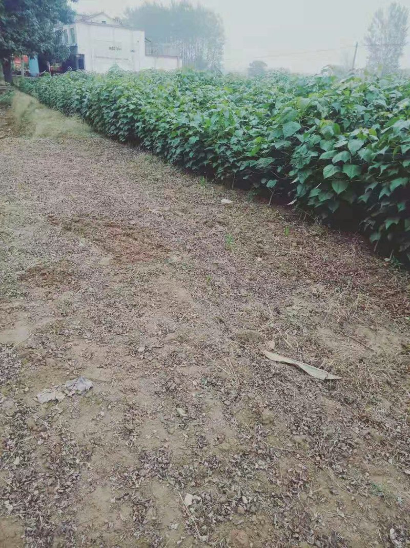 精品楸树苗自家苗圃，欢迎光临。