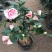 茶花盆栽带花苞花卉观花植物室内花庭院客厅四季开花不断茶花