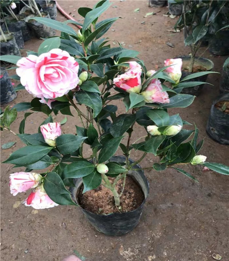 茶花盆栽带花苞花卉观花植物室内花庭院客厅四季开花不断茶花