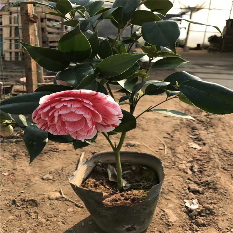 茶花盆栽带花苞花卉观花植物室内花庭院客厅四季开花不断茶花