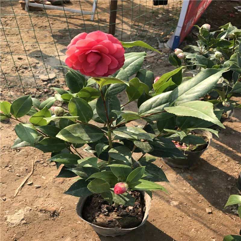 茶花盆栽带花苞花卉观花植物室内花庭院客厅四季开花不断茶花