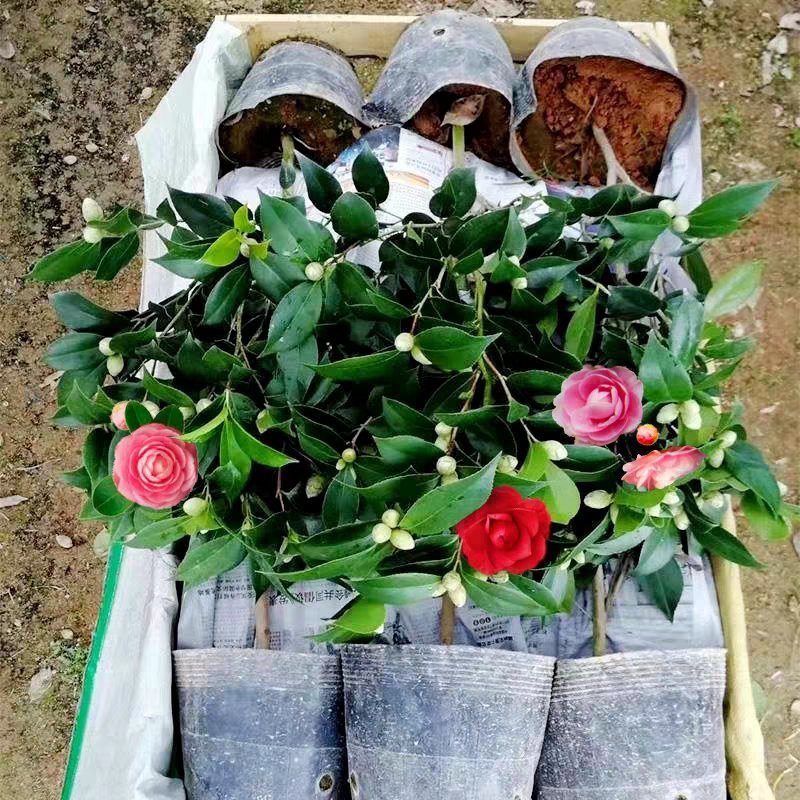 茶花盆栽带花苞花卉观花植物室内花庭院客厅四季开花不断茶花