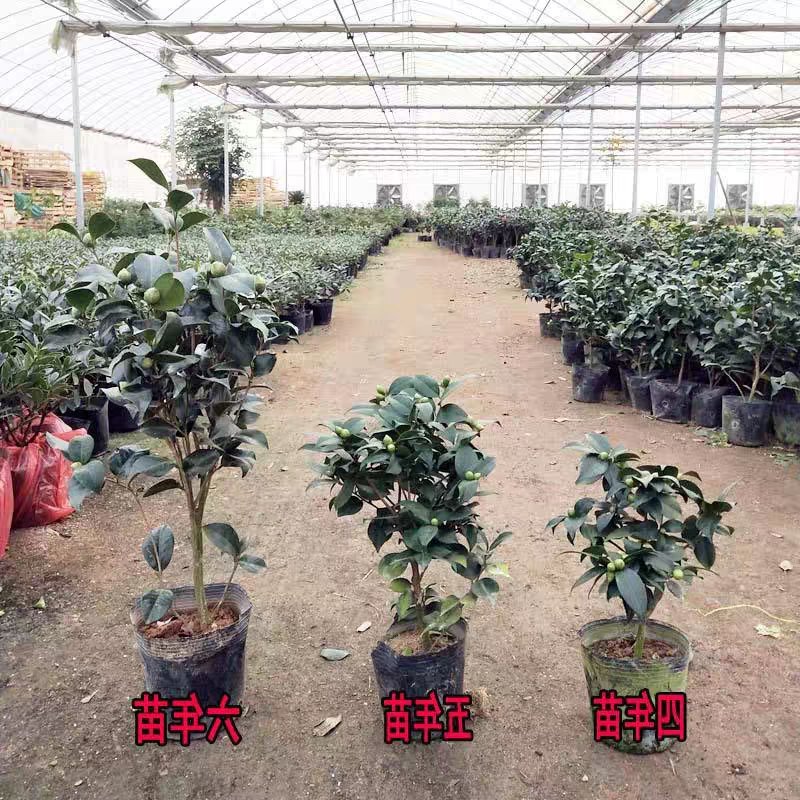 茶花盆栽带花苞花卉观花植物室内花庭院客厅四季开花不断茶花