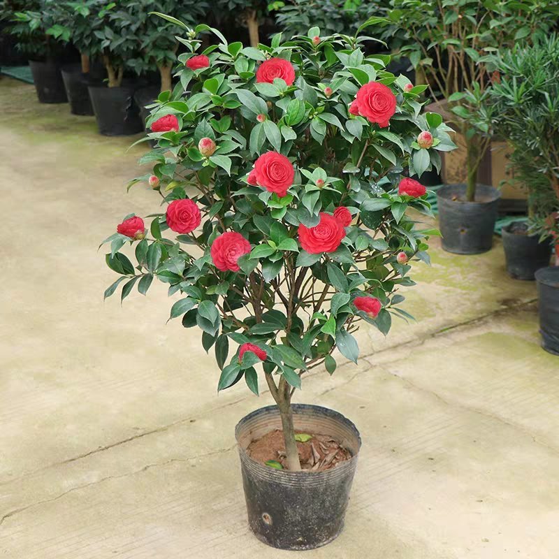 茶花盆栽带花苞花卉观花植物室内花庭院客厅四季开花不断茶花