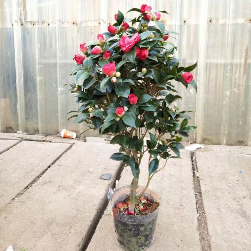 茶花盆栽带花苞花卉观花植物室内花庭院客厅四季开花不断茶花
