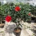 茶花盆栽带花苞花卉观花植物室内花庭院客厅四季开花不断茶花
