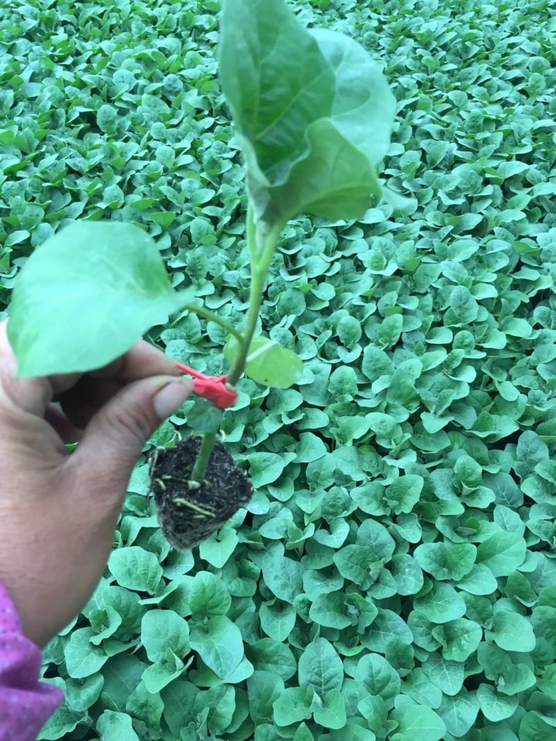 优质嫁接圆茄(大红袍)苗，产量高，抗病
