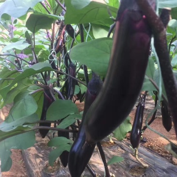 嫁接紫把大龙茄苗大量有货
