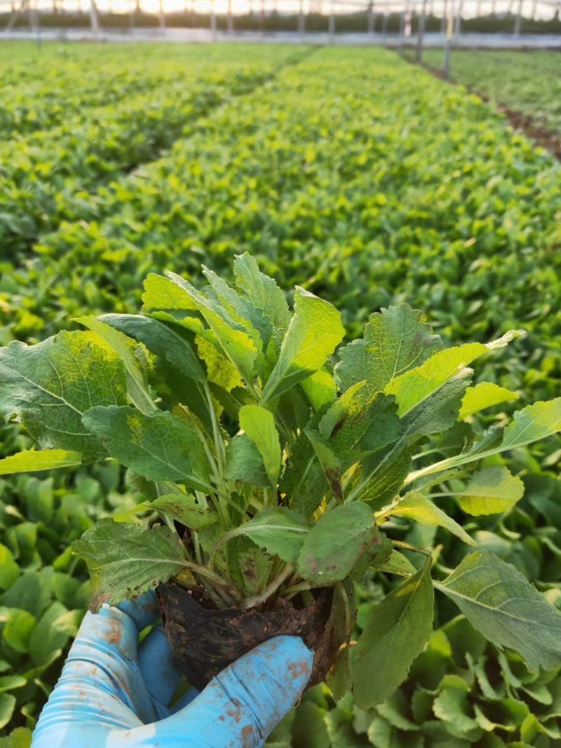 黑心菊基地直供大量有货欢迎选购