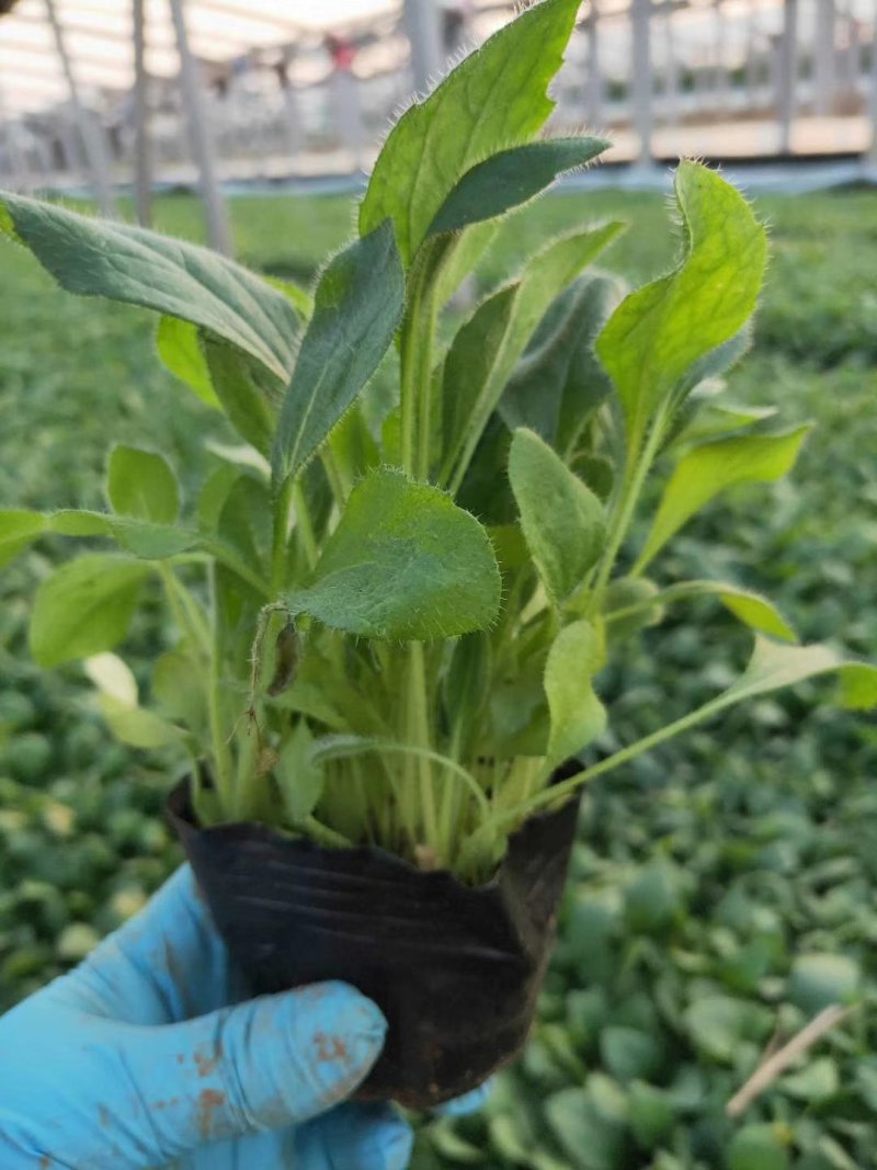 黑心菊基地直供大量有货欢迎选购