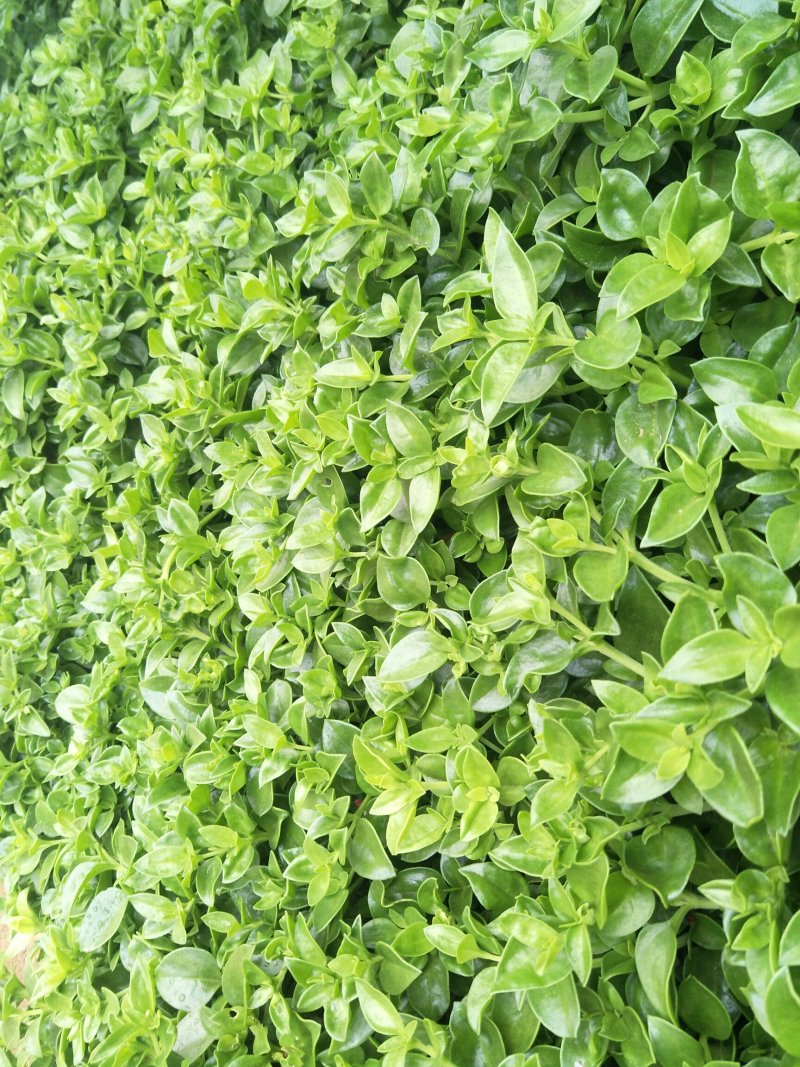 大量供应田七特菜(穿心莲)